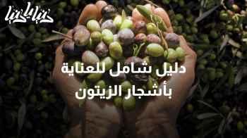 "كيف تجعل من شجر الزيتون مصدرًا لمحصول وفير؟ نصائح وإرشادات مهمة "